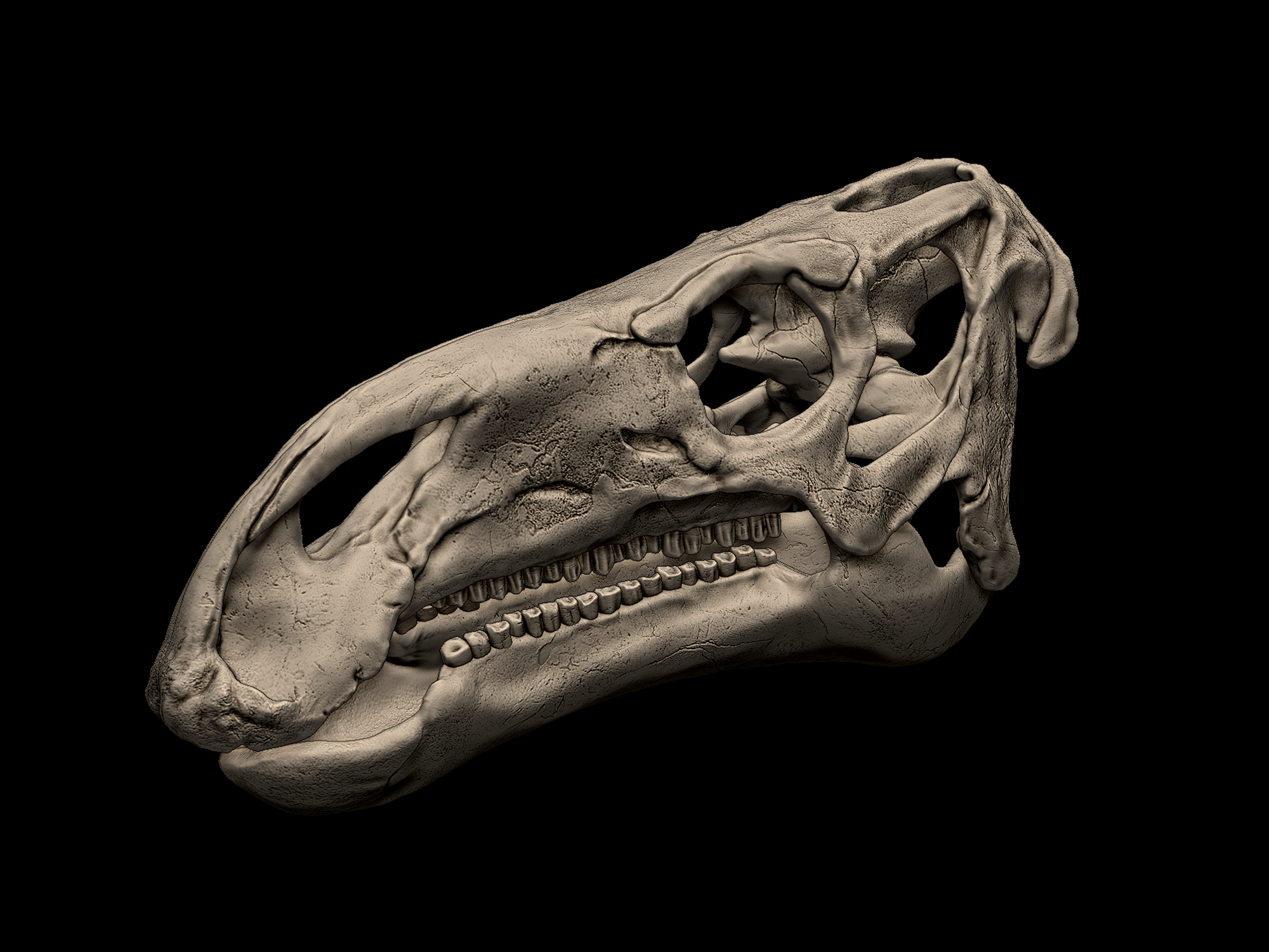 Iguanodon bernissartian