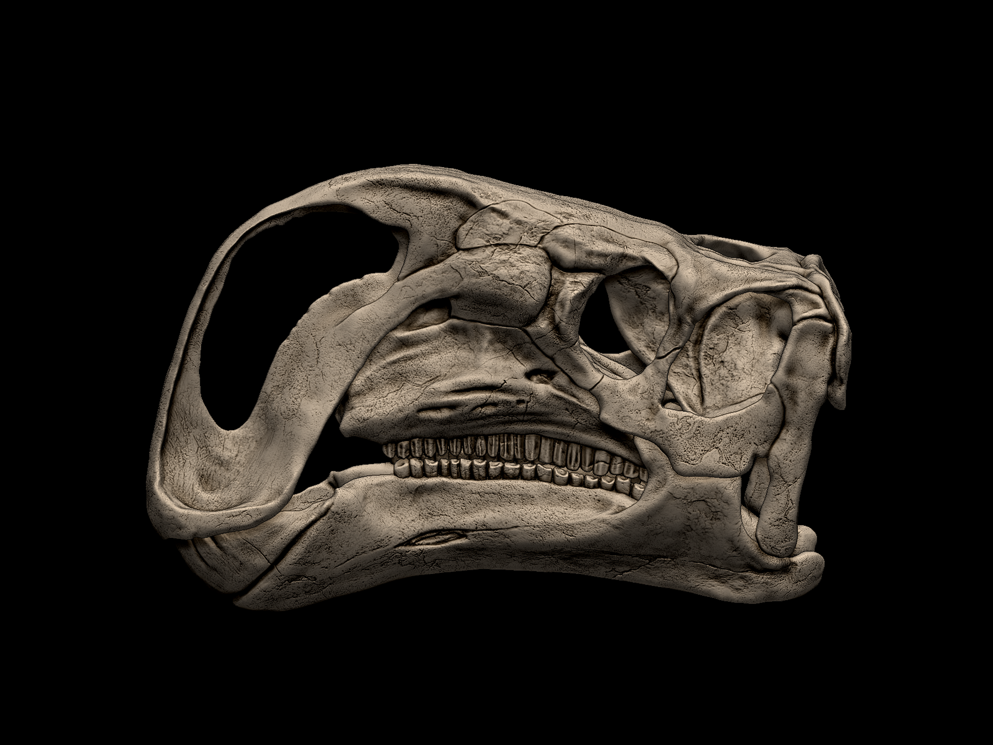 Altirhinus kurzanovi