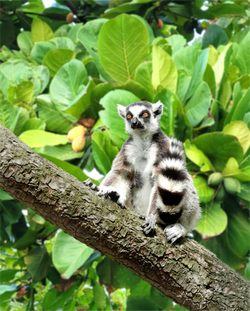 Lemur catta