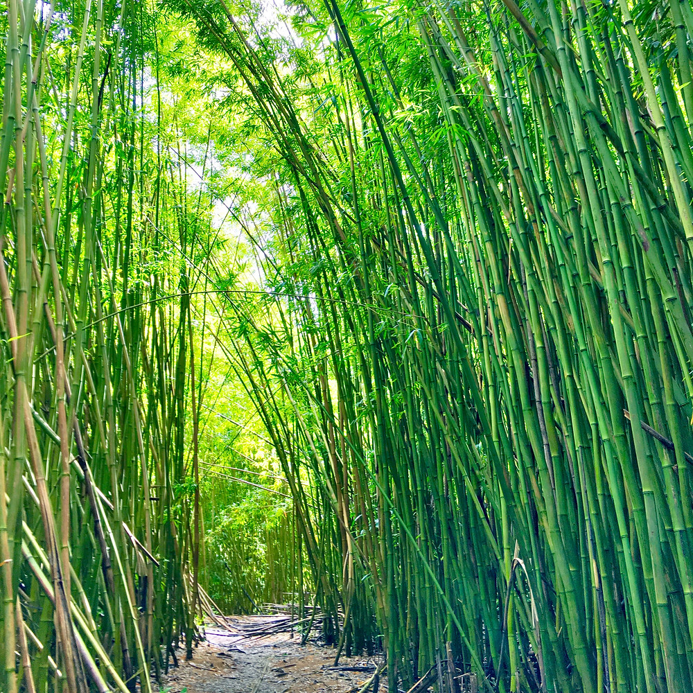 Bamboo, photo by: Christina Laney Mitre