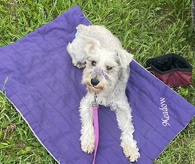 grey Schnauzer lying down on purple mat in a dog training class near Gaylord Michigan