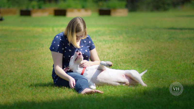 Drop The Leash Dog Training Dog Training In Michigan Near Me