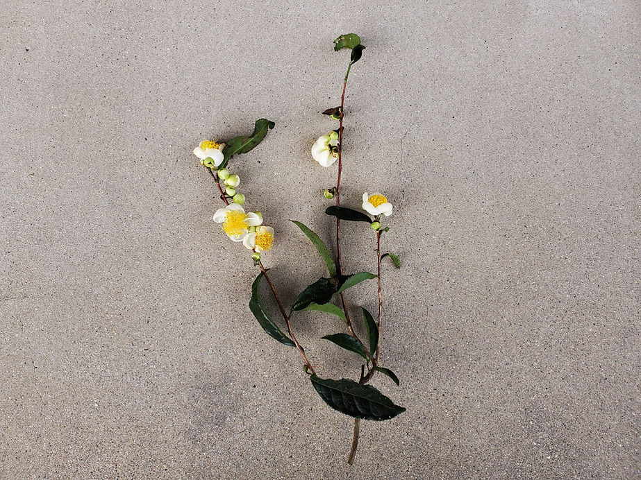 茶の花２.jpg