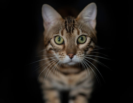 Fairytalesouls Bengals-Bengalen . Bengalische Katzenzucht in Österreich . Breeding of Bengal cats in Austria .