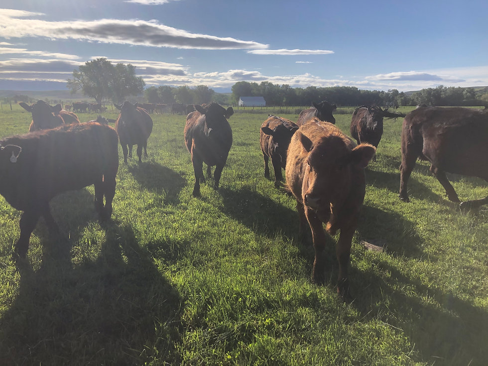 Cattle Rach, Cattle standing in green pasture, Cattle for Sale Near Me Old White barn in the background