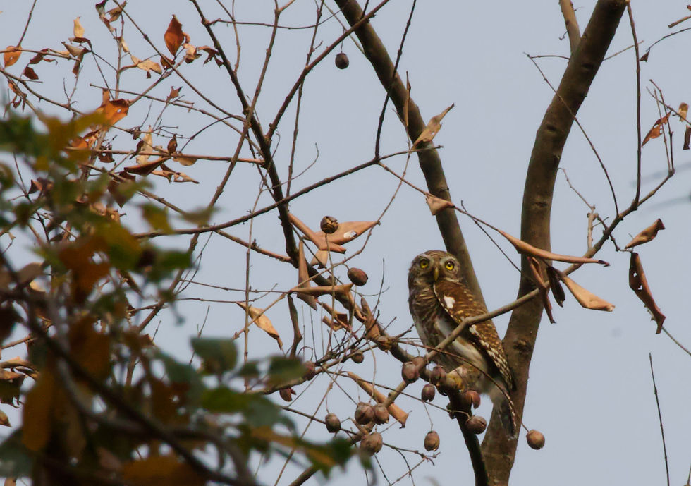 Jungle Owlet