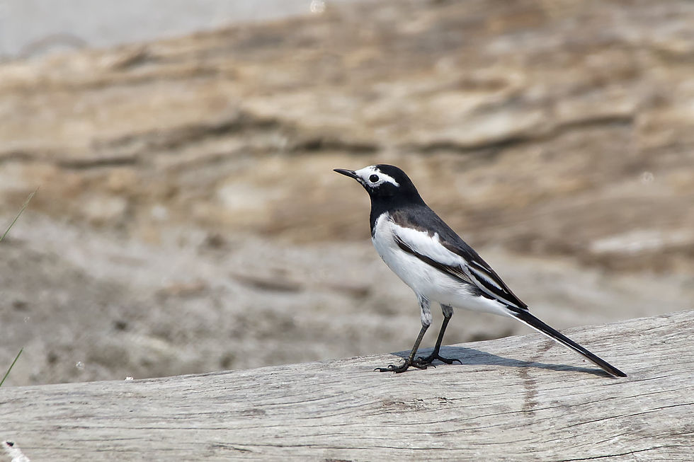 White Wagtail (Hodgson's)
