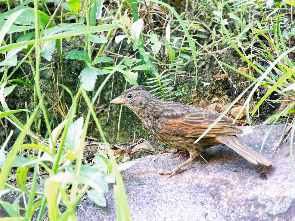Crested Bunting posing for the paps while the paps (us) clicked from inside the car.