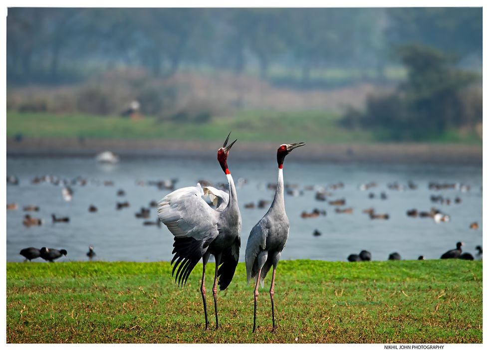 Saras Cranes Naturalist Birdwatching in India.jpeg