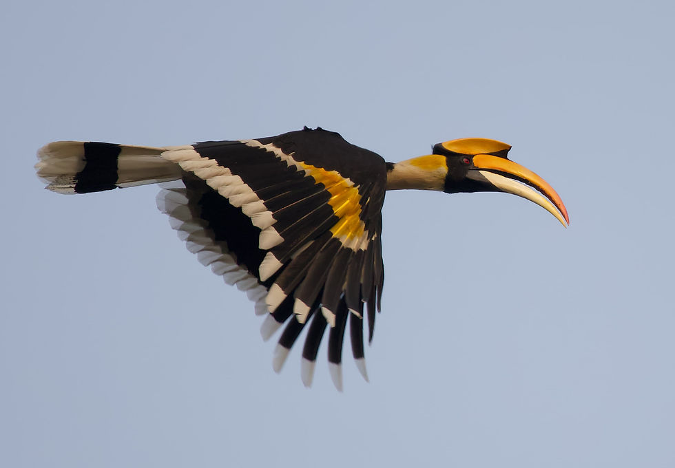 Great Hornbill