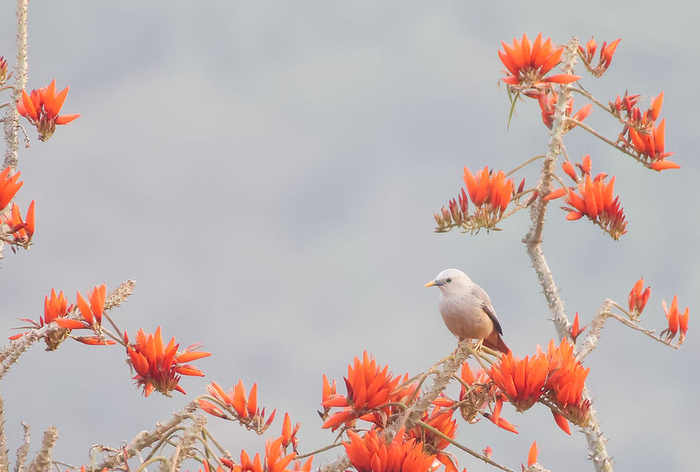 Malabar Starling