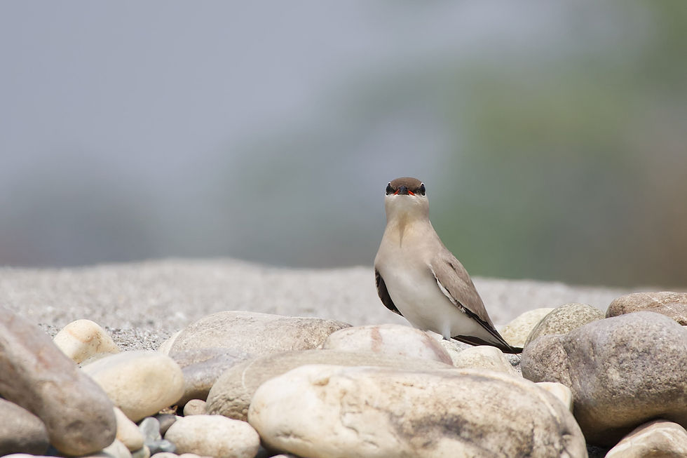 Small Pratincole