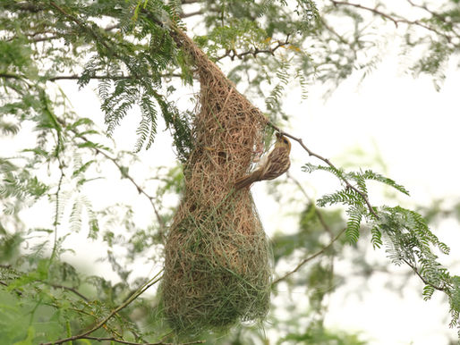   Baya Weaver – A Secret Unfolds