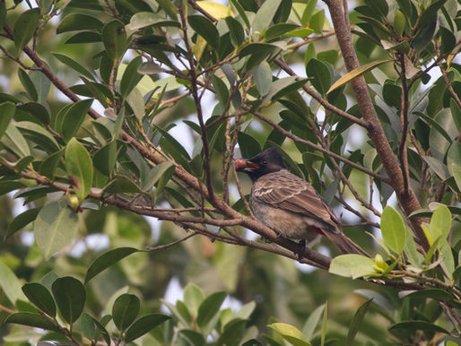A red-vented bulbul feeding 