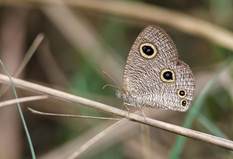 Lesser Three-Ring Butterly