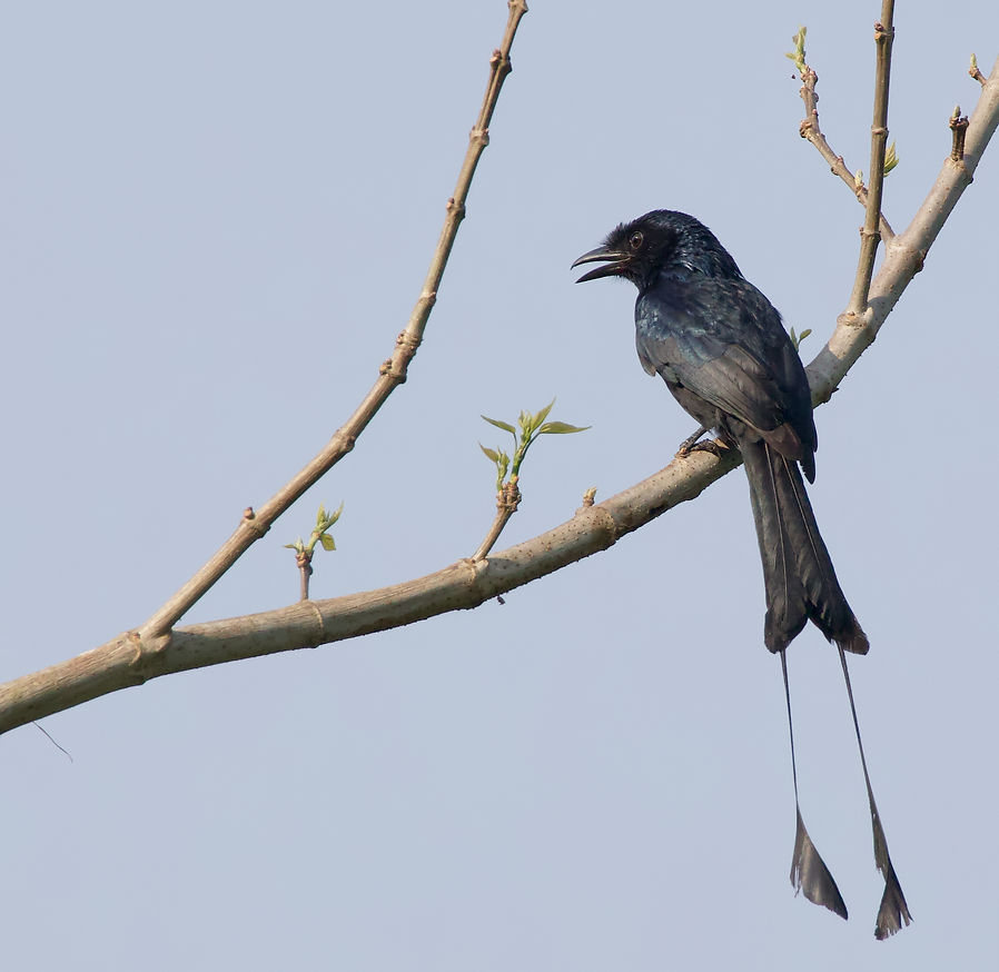 Raquet-tailed Drongo.jpg