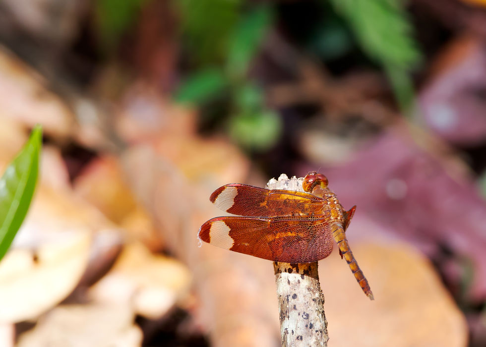 Russet Percher