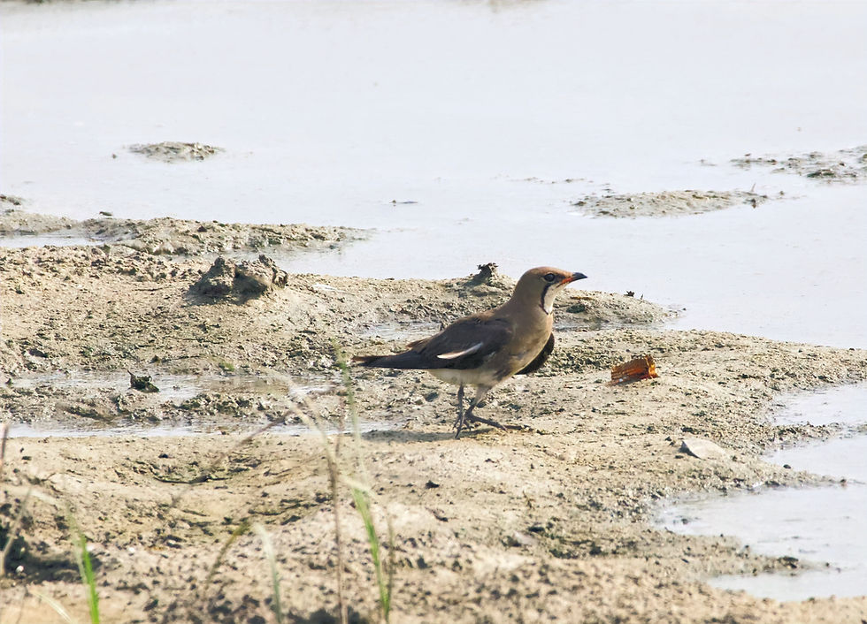 Oriental Pratincole seems like its Limping with one leg folded
