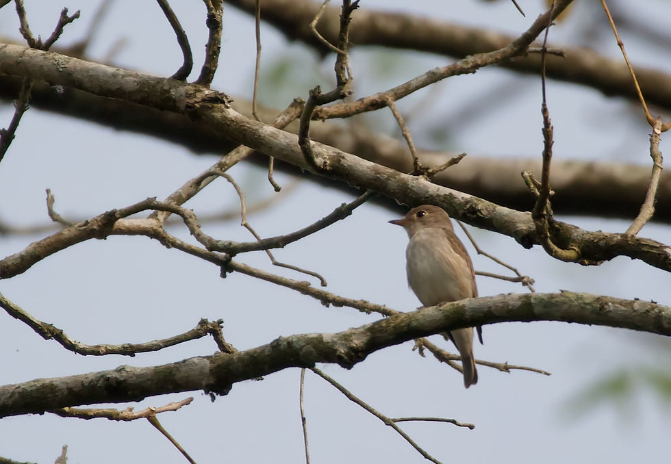 Asian Brown Flycatcher