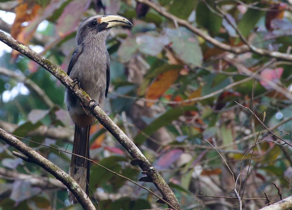 Malabar Gray Hornbill
