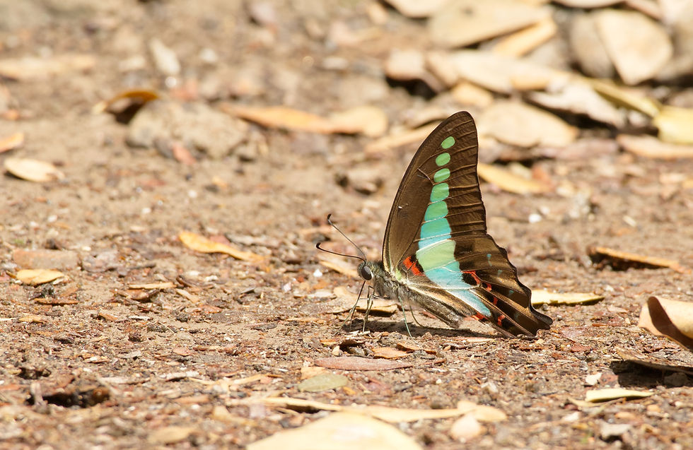 Narrow-banded Blue bottle