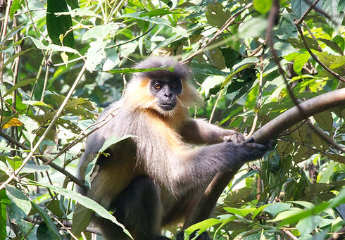 caped langur 2-min.jpg