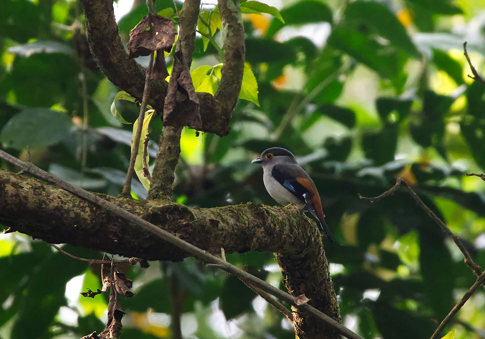 Gray-lored Broadbill.jpg