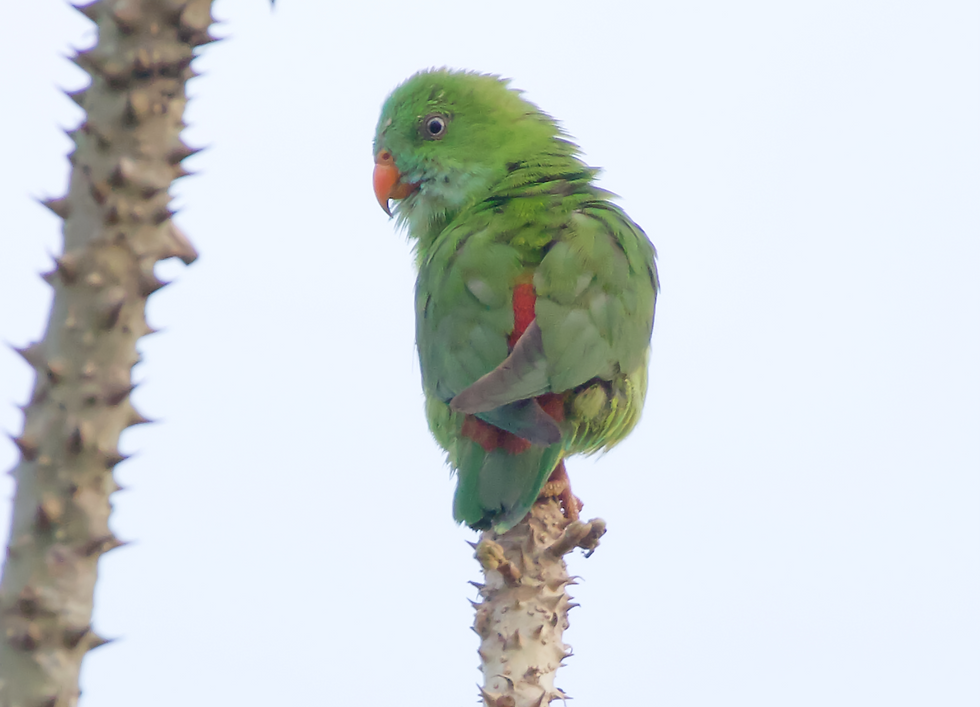 Vernal hanging Parrot