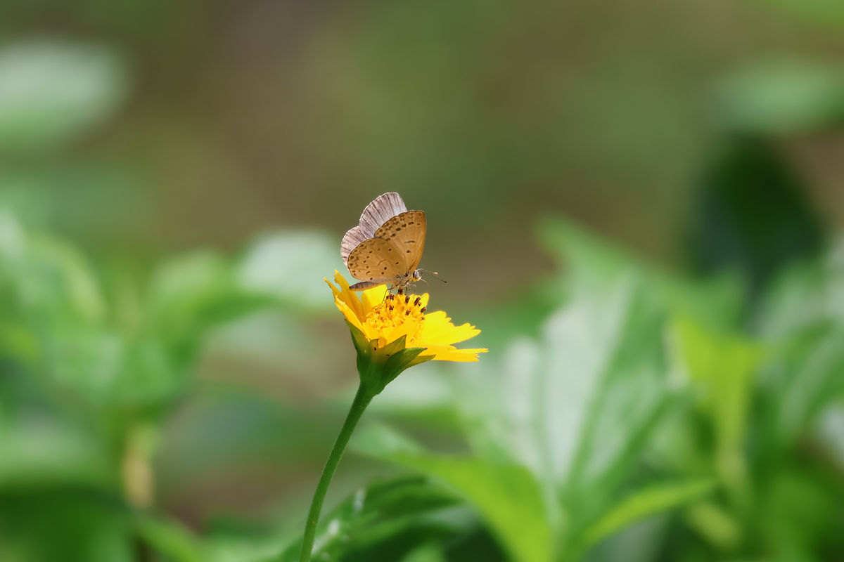 Butterflies in delhi.JPG