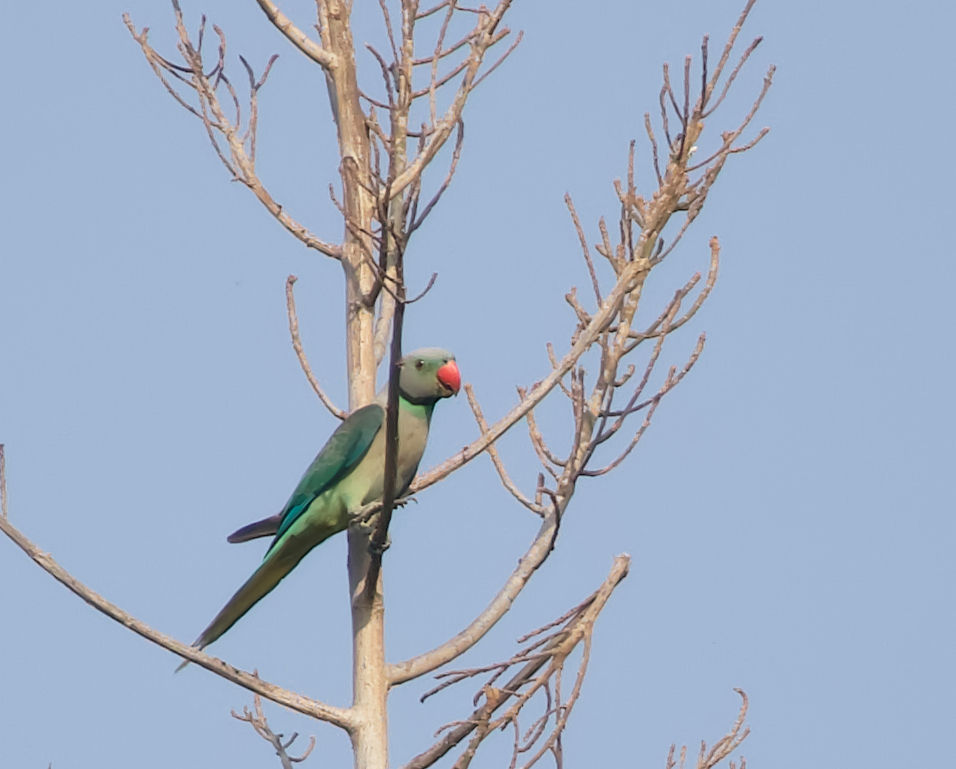 Malabar Parakeet