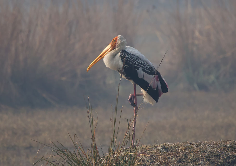 Painted Stork