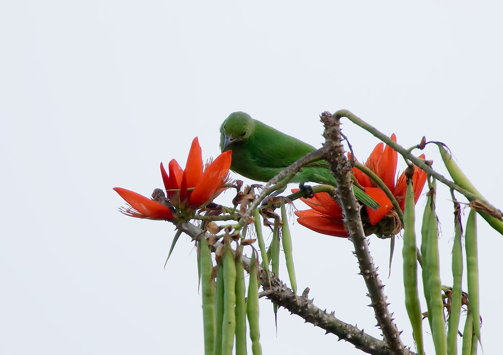 Leafbird