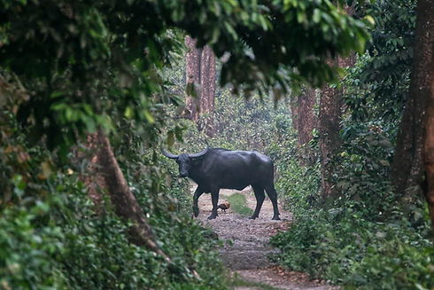 Water Buffalo .jpg