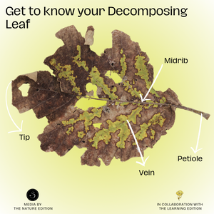 Educational Infographic Resource 