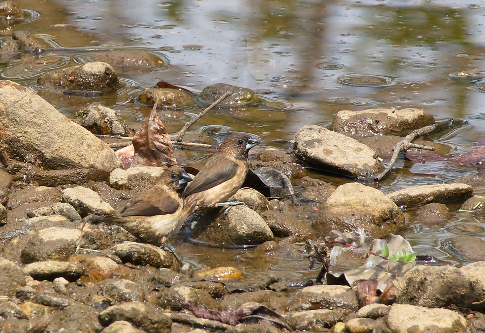 Black-throated Munia