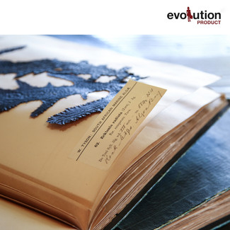 EVOLUTION PHOTOS.001.jpeg