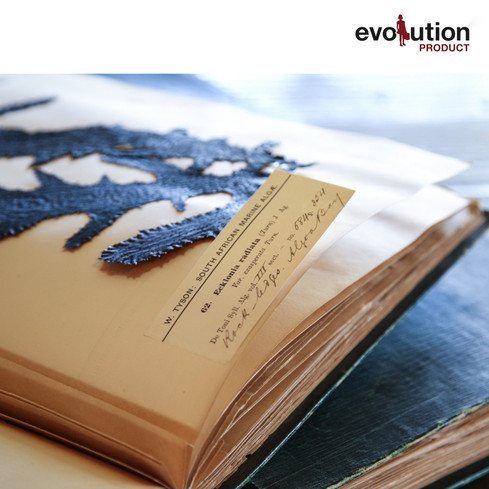 EVOLUTION PHOTOS.001.jpeg