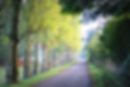 fod trees.jpg