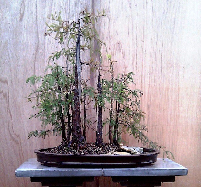 Bald Cypress