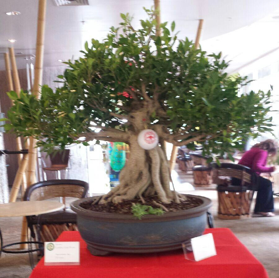 Ficus