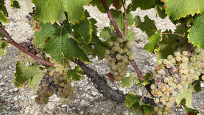 3 Don’t-Miss Wineries in Graves and Sauternes, France