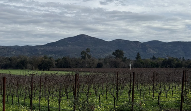 Winery gems in Napa Valley