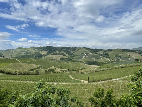 Immerse yourself in Barolo in one day