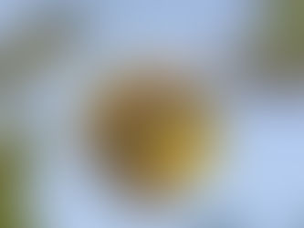 How to Choose a Wine Tour for Temecula Valley Wine Country and Three Great Wineries to Visit 