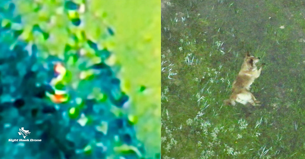 Side-by-side thermal and visual drone views of Bella during a missing-pet search.