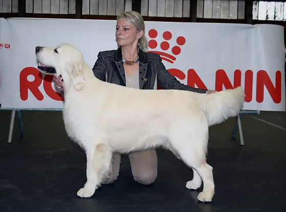 Browndust Resultats Expositions