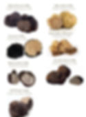 Thumbnail: Fresh Bianchetto Truffles (Tuber Borchii Vitt)