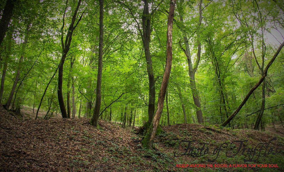woods.jpg