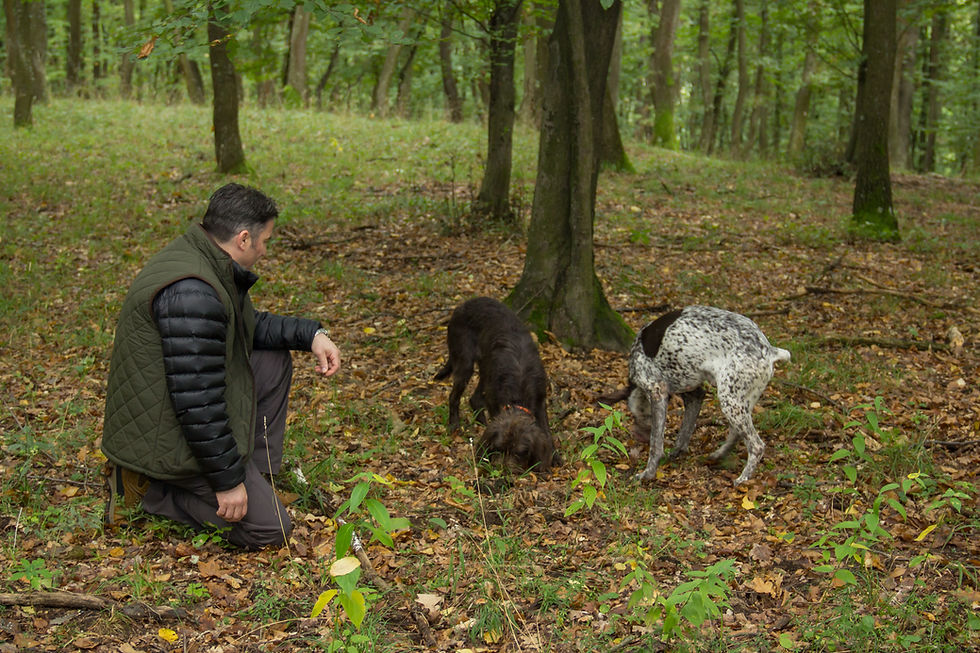 Eye-level view of a truffle hunter with a dog in a forest