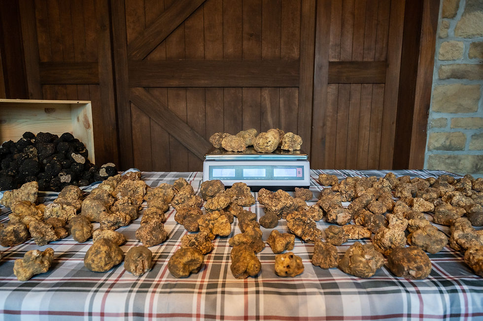 2021 the White Truffle Crisis